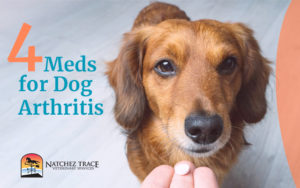 4 Meds That Wipe Out Dog Arthritis Pain