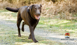 dog limping