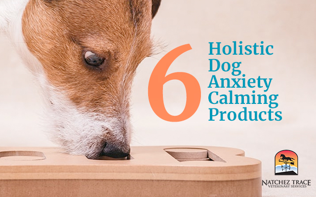 6 Holistic Dog Anxiety Calming Products