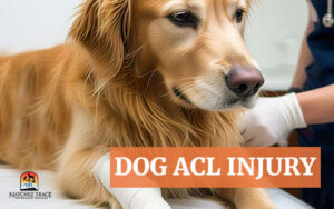 Dog ACL injuries