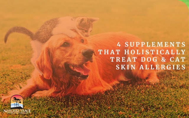 Image for 4 Supplements That Holistically Treat Dog & Cat Skin Allergies