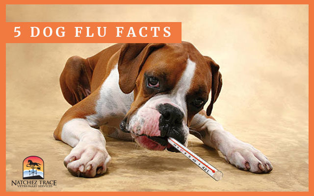 5 Facts You Need to Know About Dog Flu
