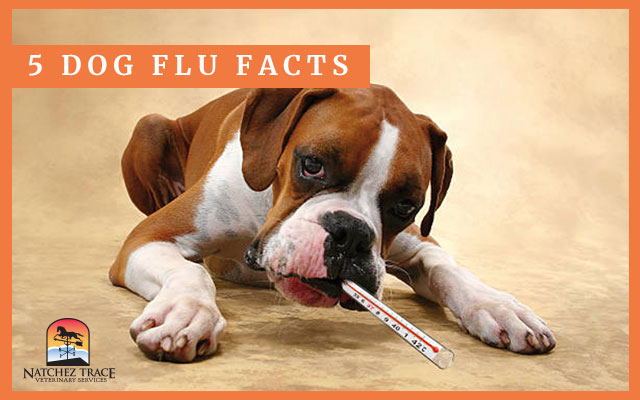 Dog With Flu