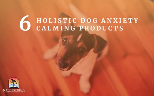 Calm dog