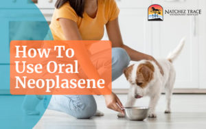How to Give Your Dog or Cat Oral Neoplasene Cancer Treatments