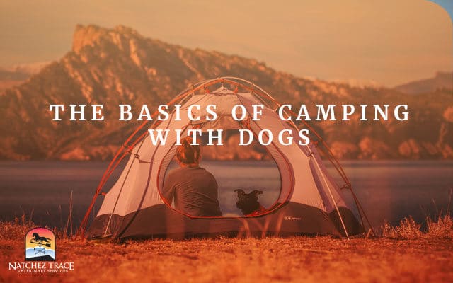 Lady and dog in tent
