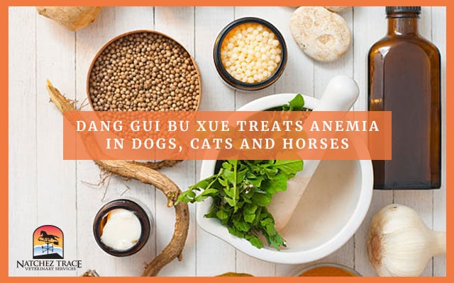 Eastern Herbal for Anemia in Pets