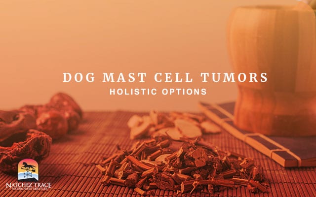 Herbals for mast cell tumor in a dog
