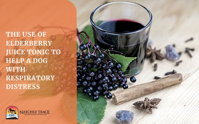 Image for The Use of Elderberry Juice Tonic to Help a Dog with Respiratory Distress