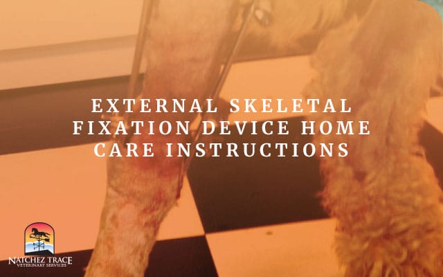 Picture of external skeletal fixation in dog