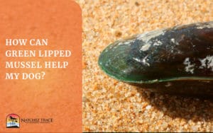 Picture of green lipped mussel