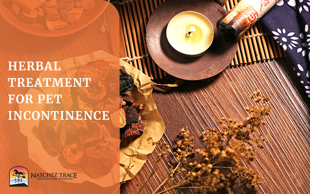 Herbs for incontinence