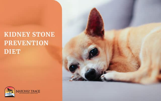 Protect Your Dog from Kidney Stones with the Kidney Stone Prevention Diet