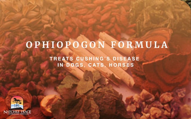 Image for Ophiopogon Formula Treats Cushing's Disease in Dogs, Cats and Horses