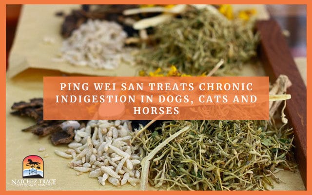 Ping Wei San Treats Chronic Indigestion in Dogs, Cats and Horses