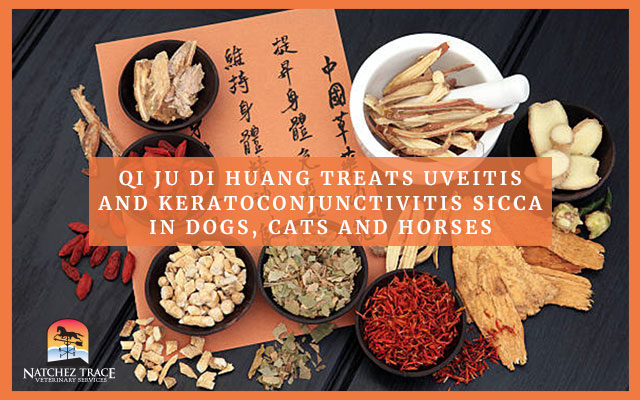 Qi Ju Di Huang Treats Uveitis and Keratoconjunctivitis Sicca in Dogs, Cats and Horses