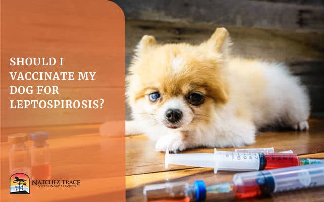 Should I Vaccinate My Dog for Leptospirosis?