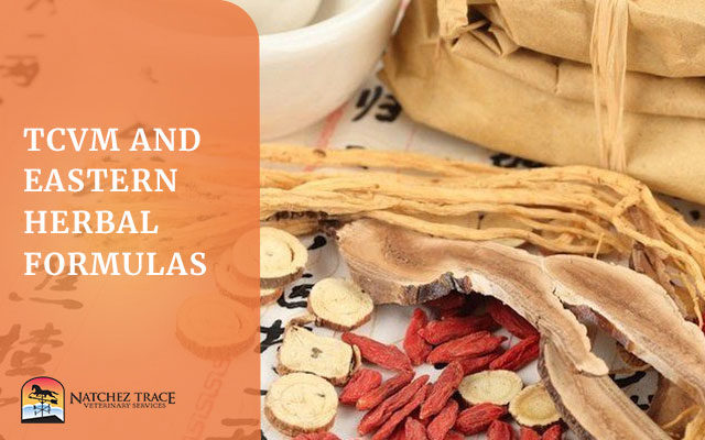 What to Expect When Giving Your Pet TCVM & Eastern Herbal Medicine