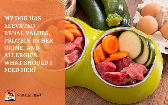 Food for dog kidney health