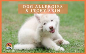Dog scratching from allergies