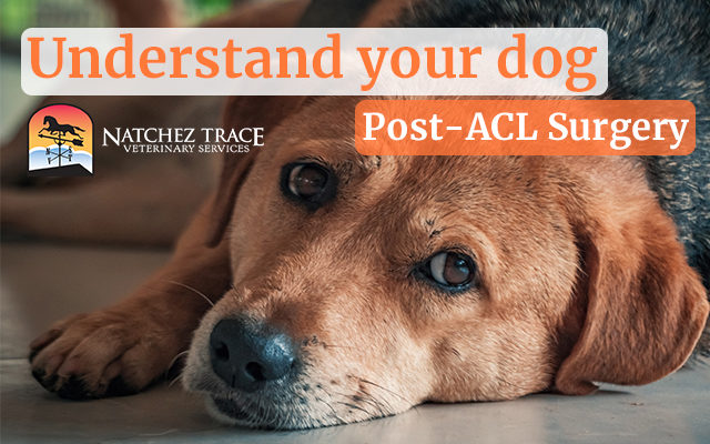 What You Need to Know After Your Dog has ACL Surgery