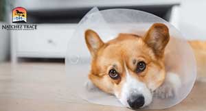 dog-after-ACL-surgery-wearing-a-cone