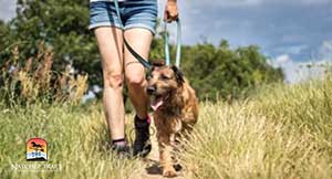 dog-on-short-leash-walking
