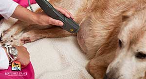 dog-receiving-laser-therapy-treatment