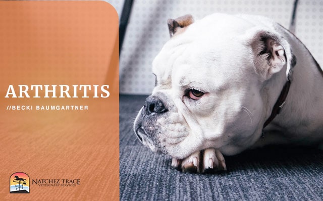 11 Treatments For Managing Your Dog’s Arthritis