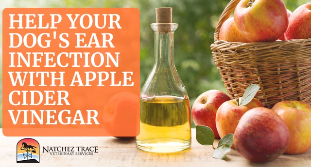 Dog Ear Infection Apple Cider Vinegar 1 Best Home Remedy