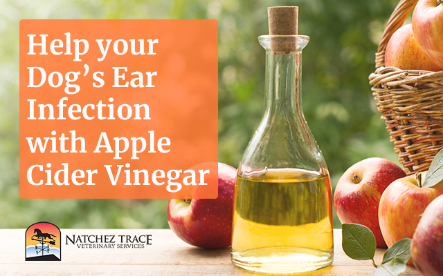 Apple Cider Vinegar: Home Remedy for Dog Ear Infection