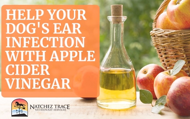 Dog Ear Infection Apple Cider Vinegar 1 Best Home Remedy