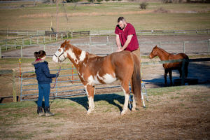 Comprehensive Veterinary Services and Veterinary Medicine