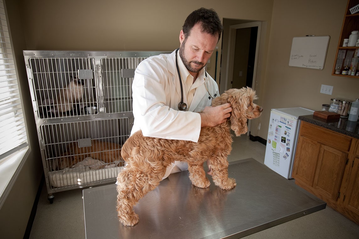 Dr. Marc Smith, Veterinarian, Surgeon, Animal Chiropractor, Animal Acupuncturist