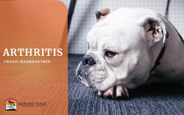 11 Treatments for Managing Your Dog’s Arthritis