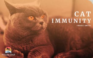 Geriatric cat with low immune system