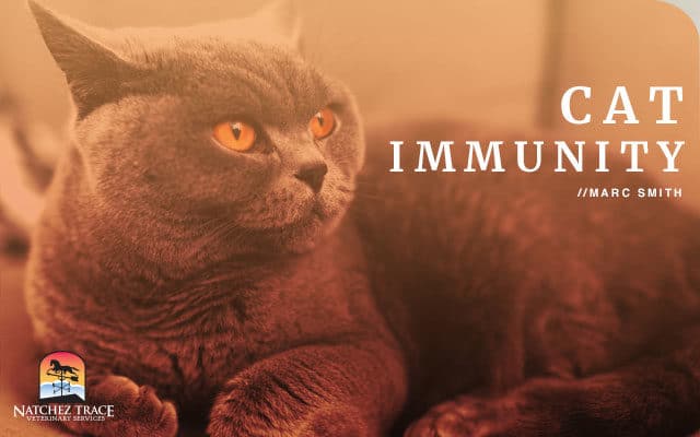 Cat Immune Boosters Every Cat Owner Must Know About