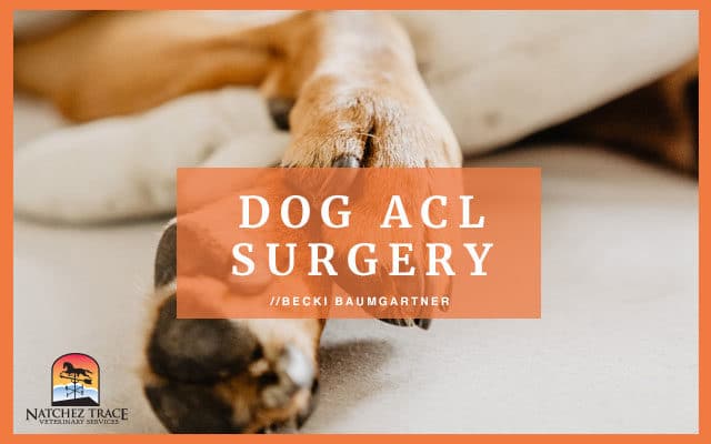 6 Things To Consider Before A Dog ACL Surgery