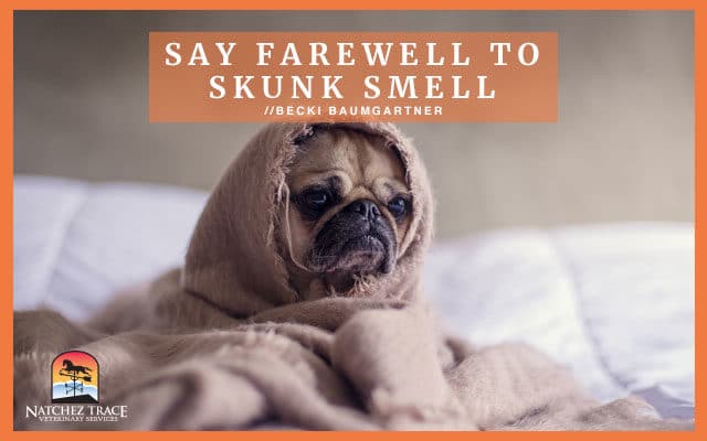 A cute pug dog wrapped in towel after being sprayed by a skunk.