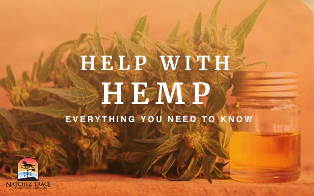 How Are CBD Oil, Cannabidiol, and Hemp Extract Used in Pets?