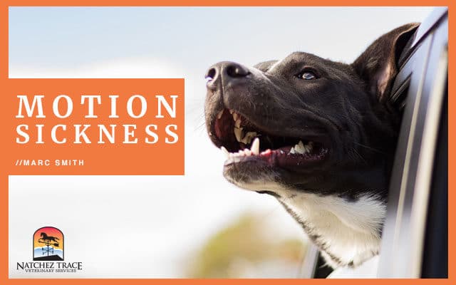 Dog Motion Sickness: Symptoms and Treatment