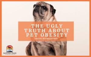 Overweight pug dog