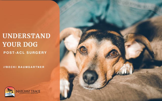 what-you-need-to-know-after-your-dog-has-acl-surgery