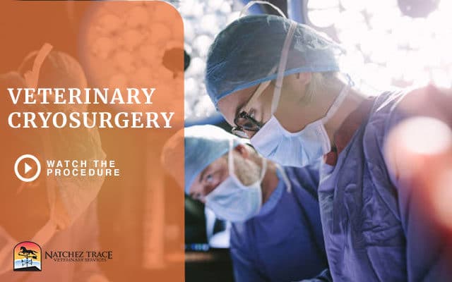 Veterinary Cryosurgery Behind the Scenes: Watch the Procedure Now