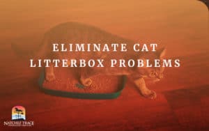 Picture Of Cat With Litteringbox Problems