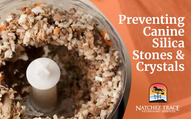 Preventing Canine Silica Stones & Crystals
