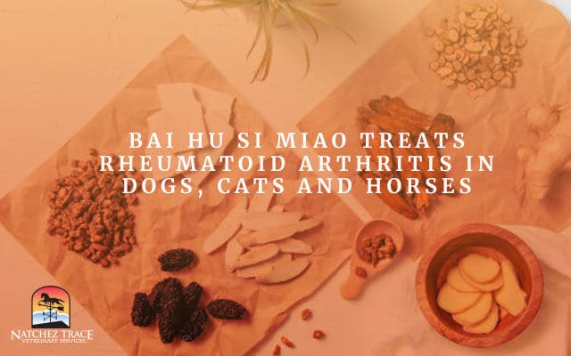 Bai Hu Si Miao Treats Rheumatoid Arthritis in Dogs, Cats and Horses