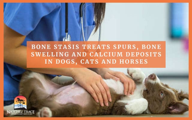 Dog being examined for bone statis treatment
