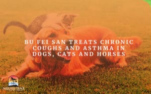 Pets lying on the grass looking for treats used for chronic cough and asthma in pets