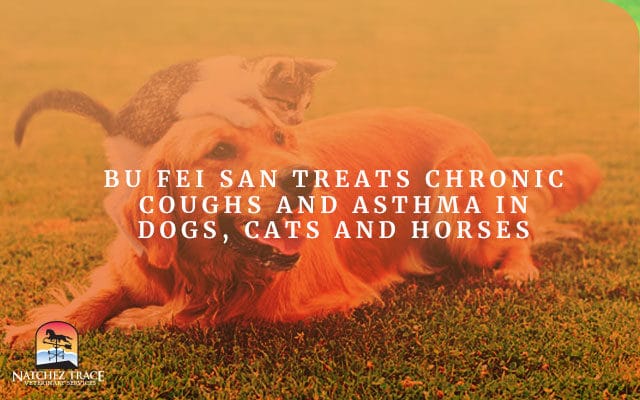 Bu Fei San Treats Chronic Coughs and Asthma in Dogs, Cats and Horses